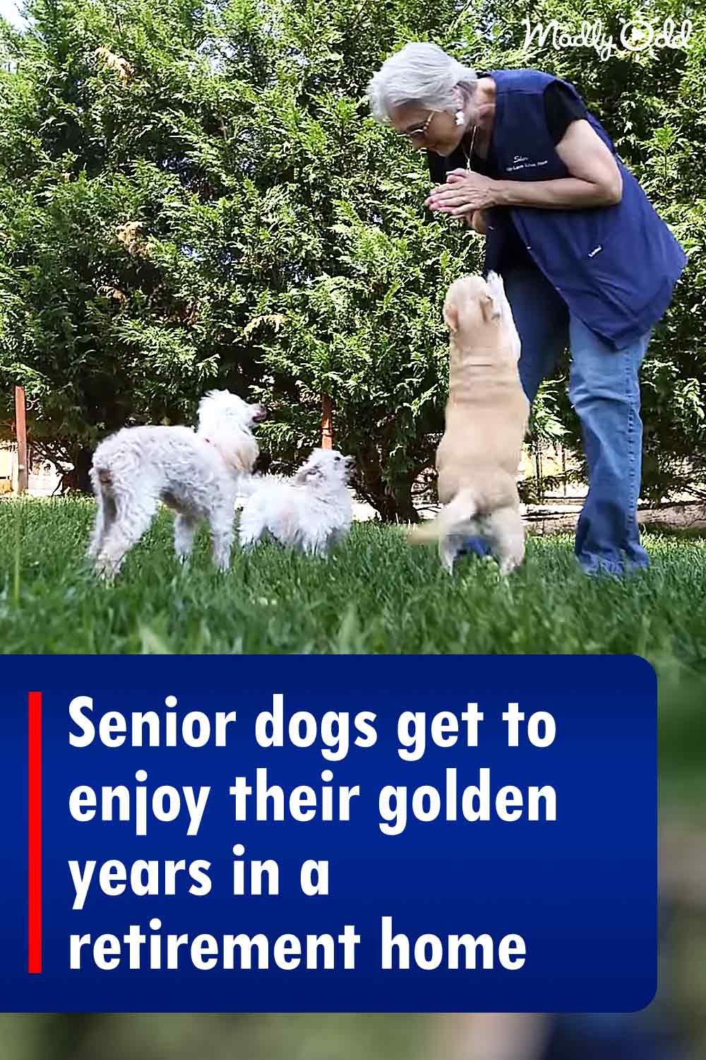 Senior dogs get to enjoy their golden years in a retirement home