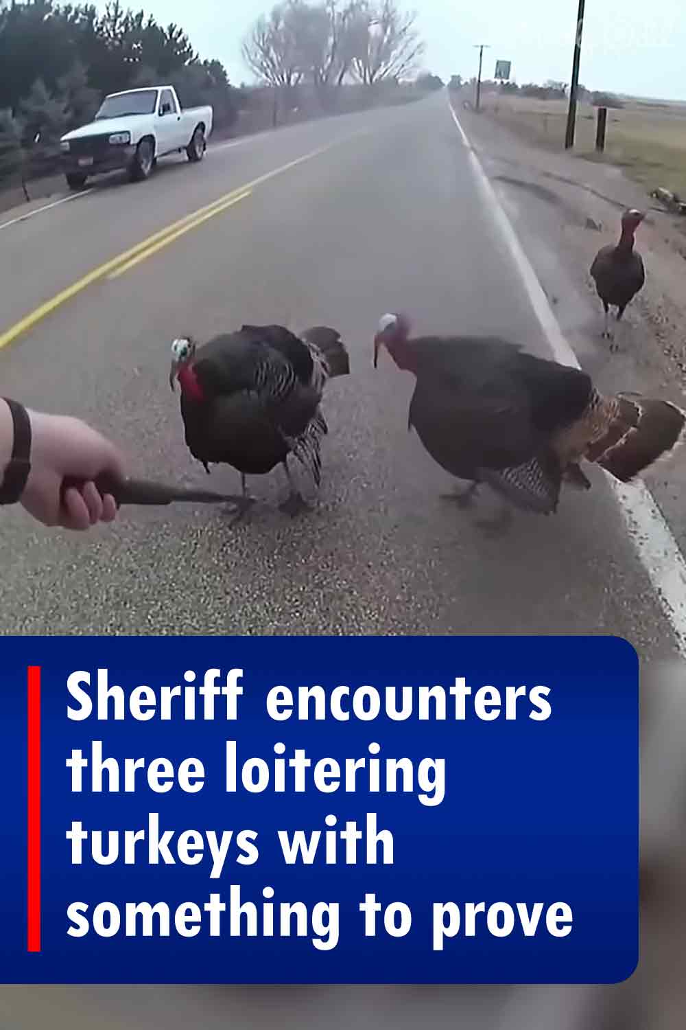 Sheriff encounters three loitering turkeys with something to prove