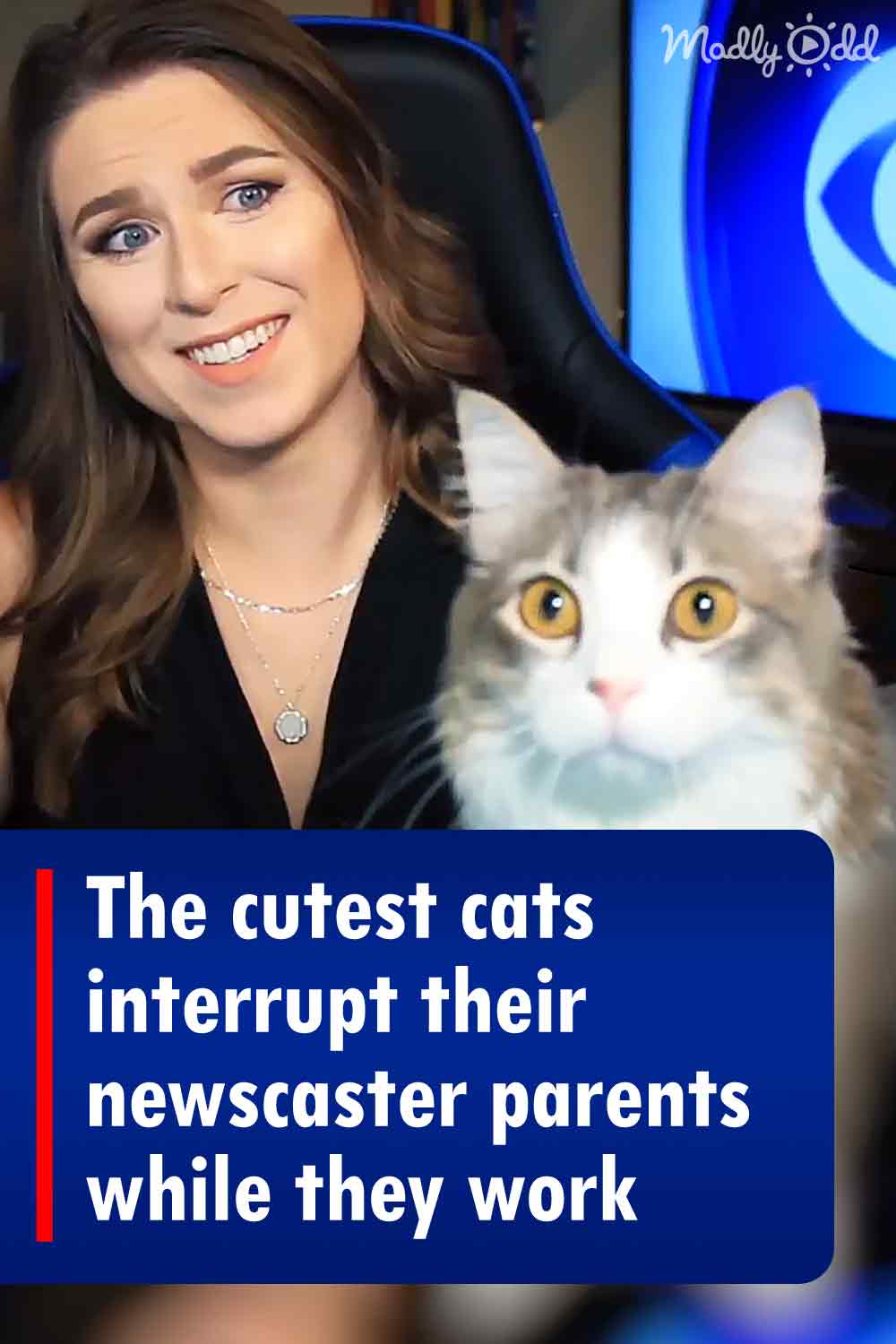 The cutest cats interrupt their newscaster parents while they work