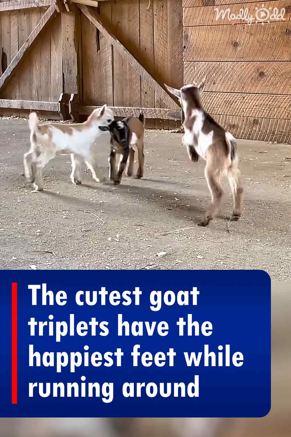The cutest goat triplets have the happiest feet while running around