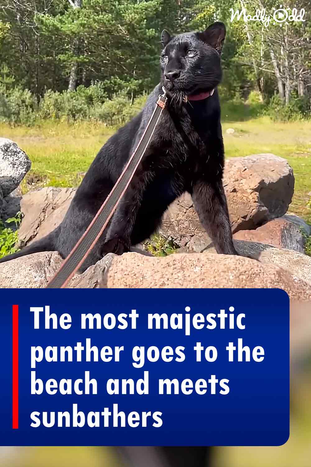 The most majestic panther goes to the beach and meets sunbathers