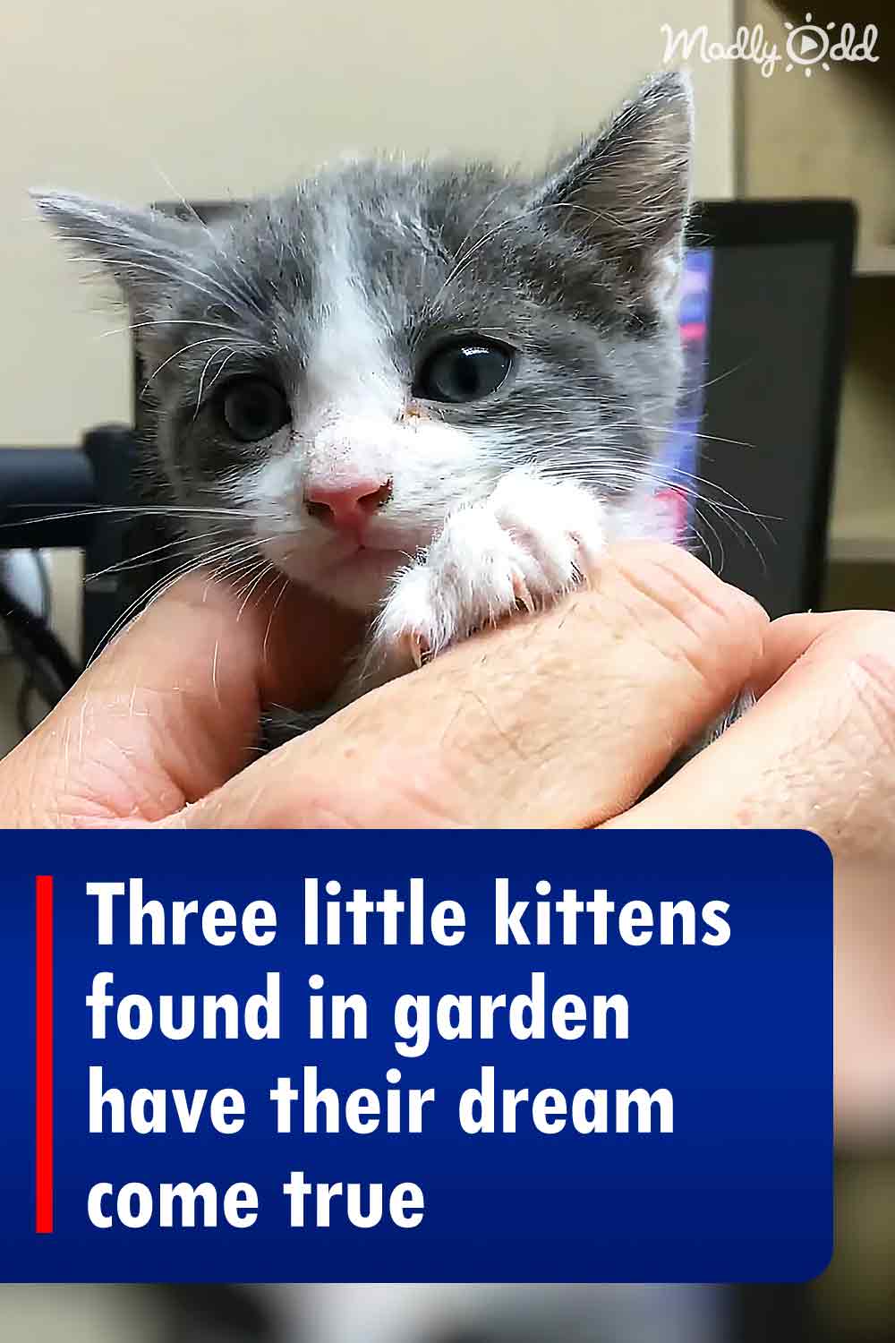 Three little kittens found in garden have their dream come true