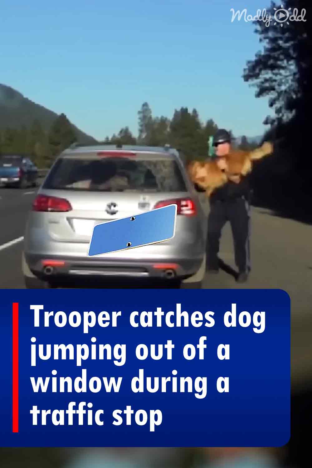 Trooper catches dog jumping out of a window during a traffic stop