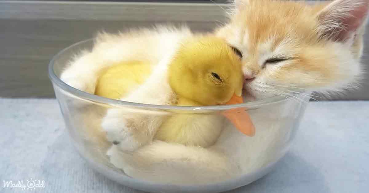 Duckling and kitten