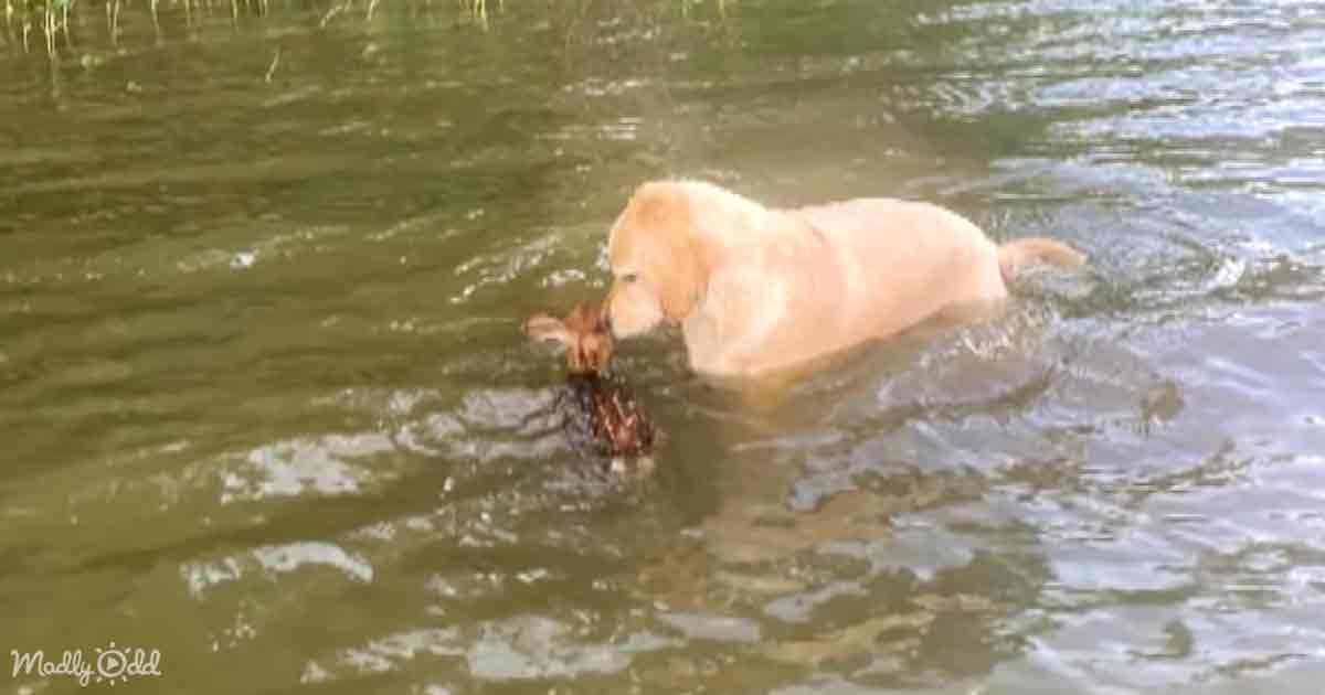 Golden Doodle rescues fawn
