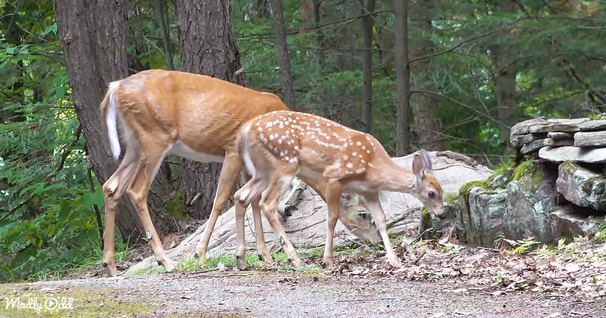 Mama and baby deer