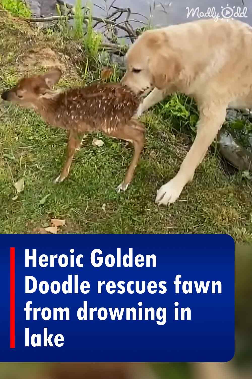 Heroic Golden Doodle rescues fawn from drowning in lake