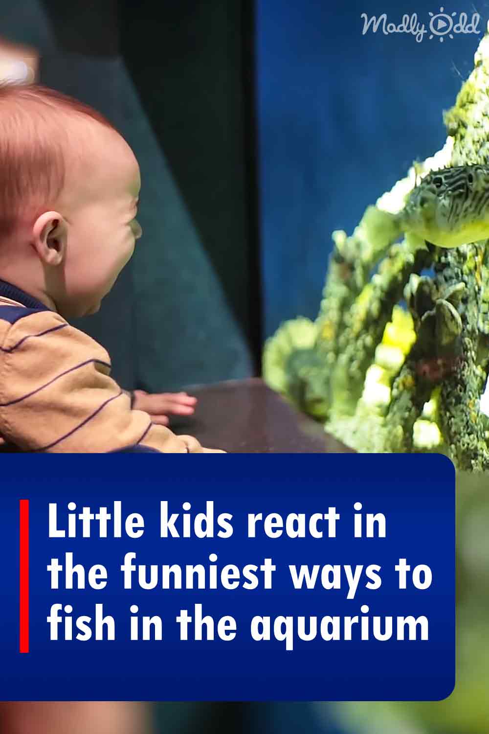 Little kids react in the funniest ways to fish in the aquarium