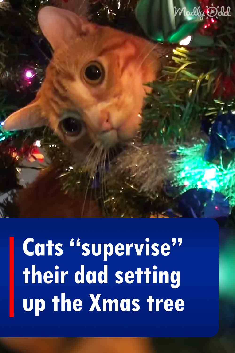 Cats “supervise” their dad setting up the Xmas tree