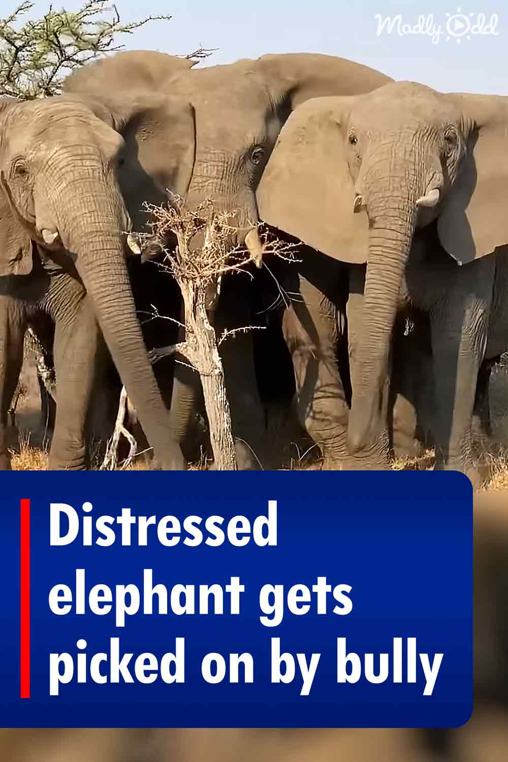 Distressed elephant gets picked on by bully