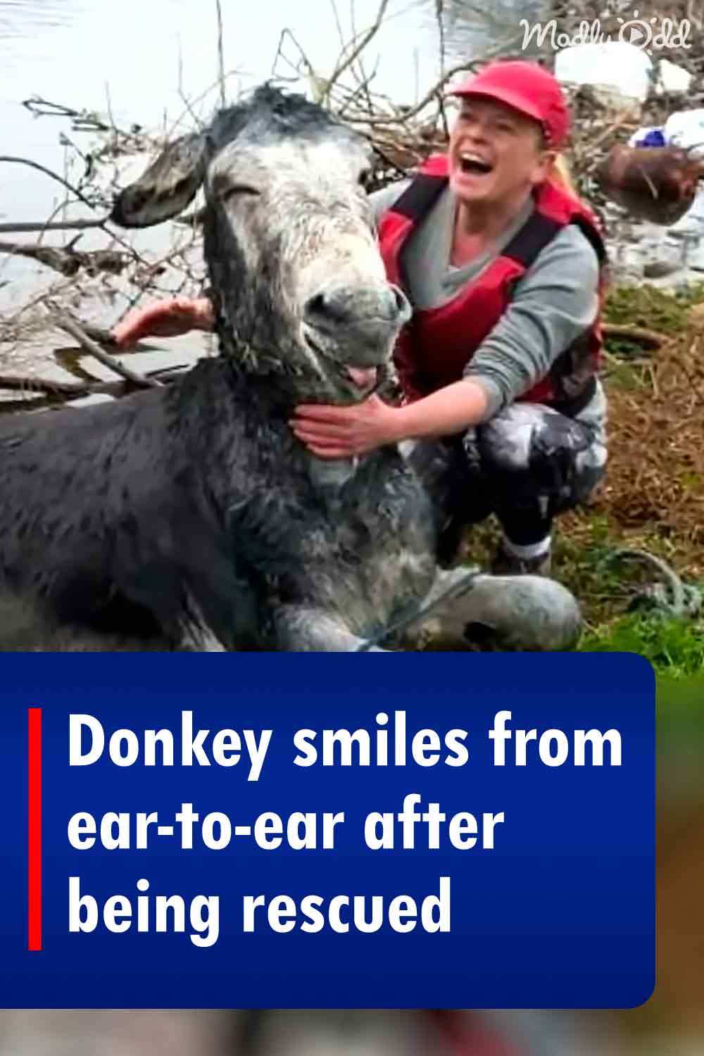 Donkey smiles from ear-to-ear after being rescued