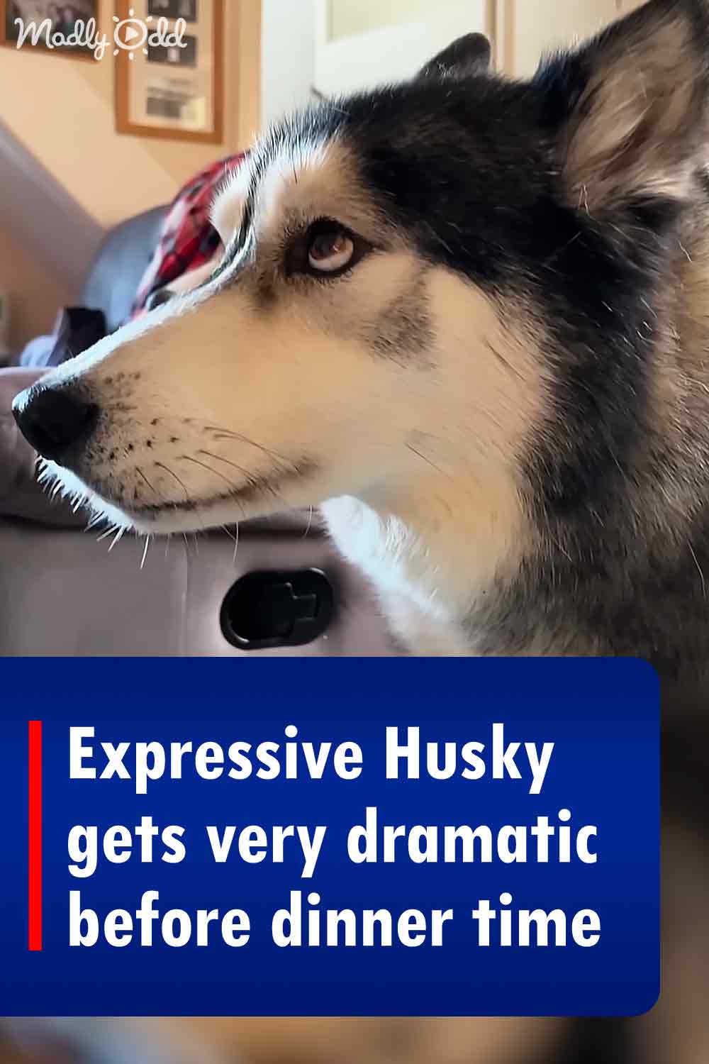 Expressive Husky gets very dramatic before dinner time