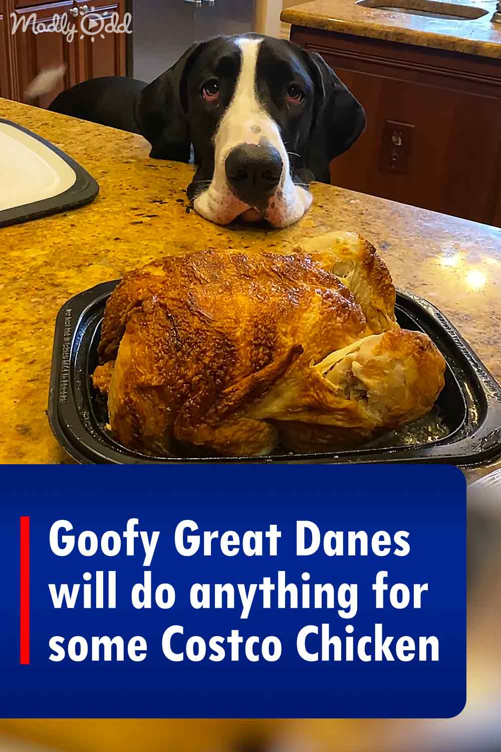 Goofy Great Danes will do anything for some Costco Chicken
