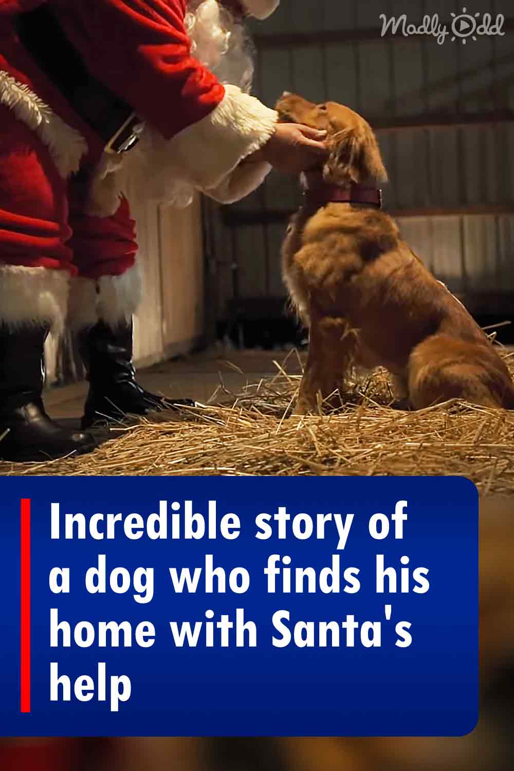 Incredible story of a dog who finds his home with Santa\'s help