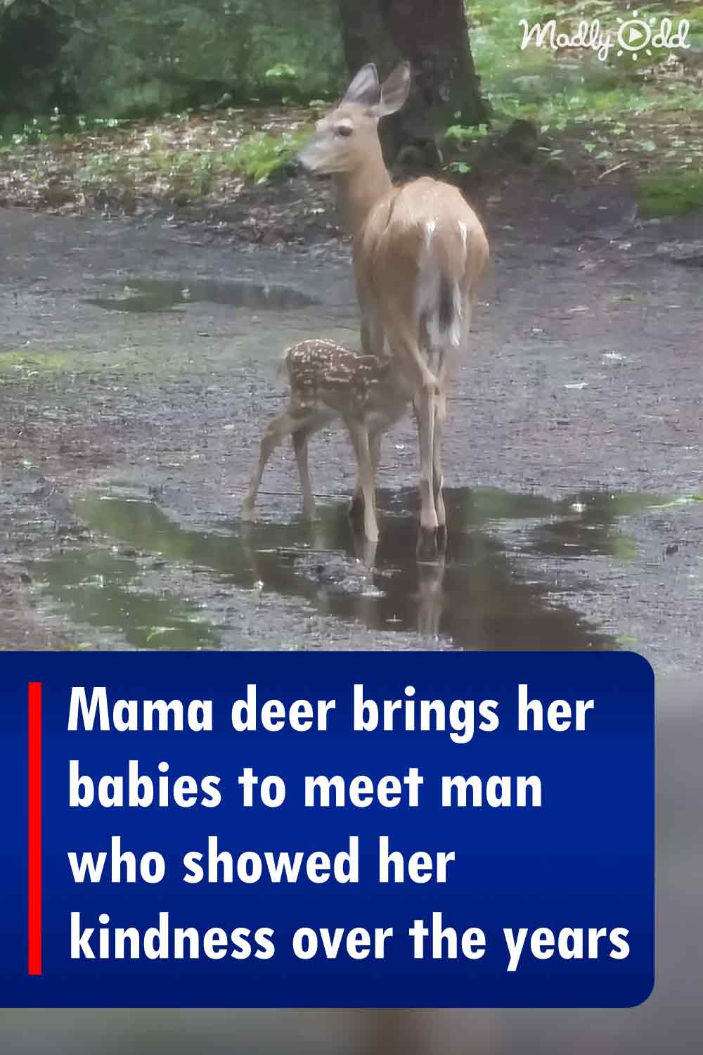 Mama deer brings her babies to meet man who showed her kindness over the years