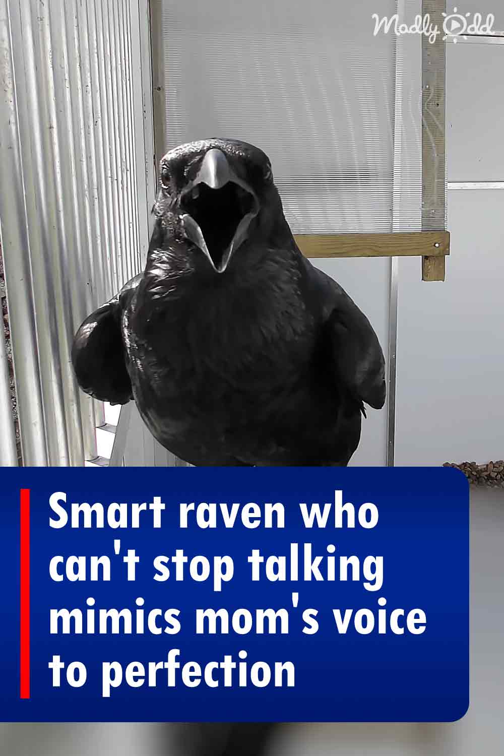 Smart raven who can\'t stop talking mimics mom\'s voice to perfection