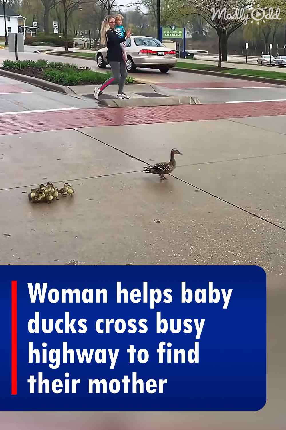 Woman helps baby ducks cross busy highway to find their mother