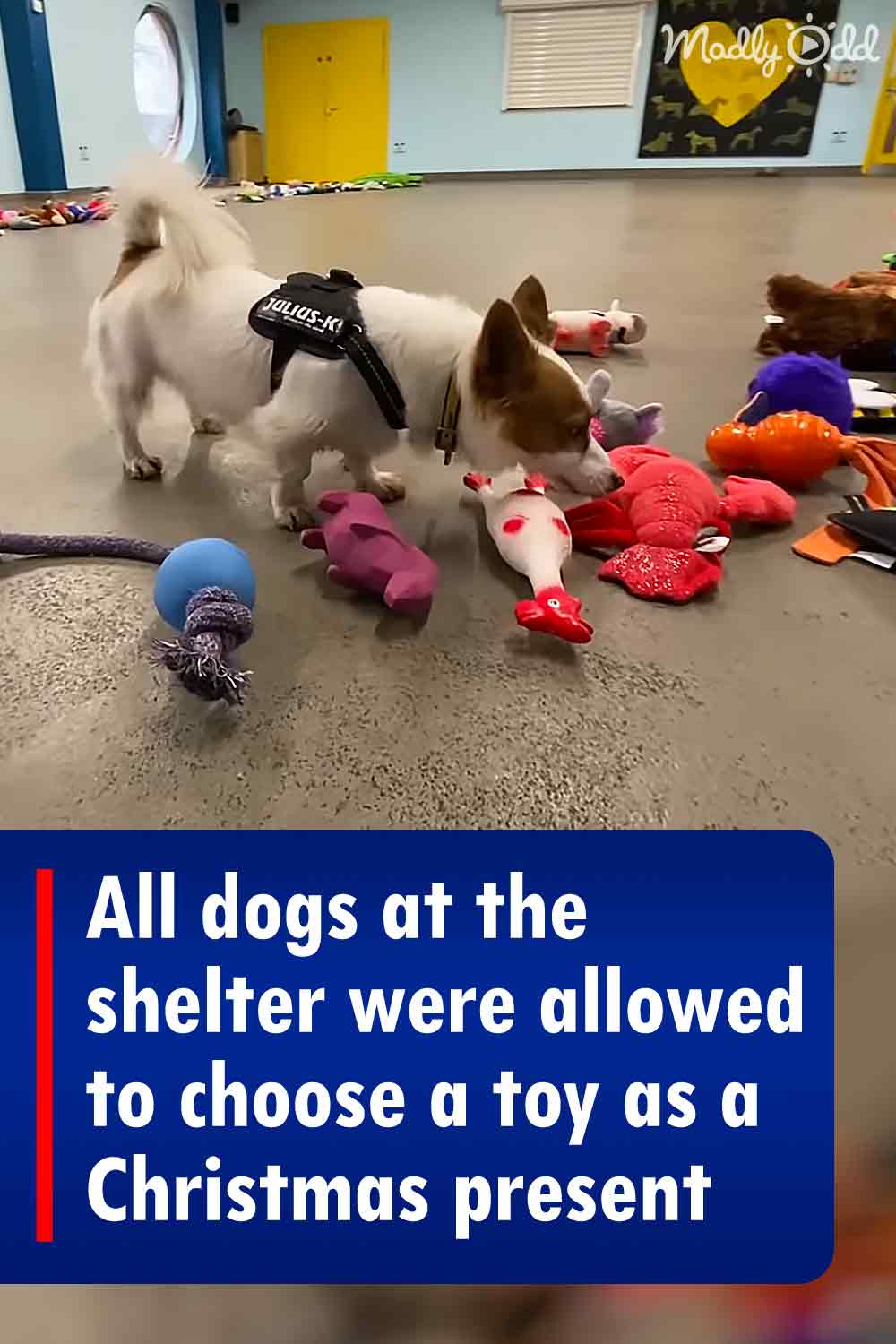 All dogs at the shelter were allowed to choose a toy as a Christmas present