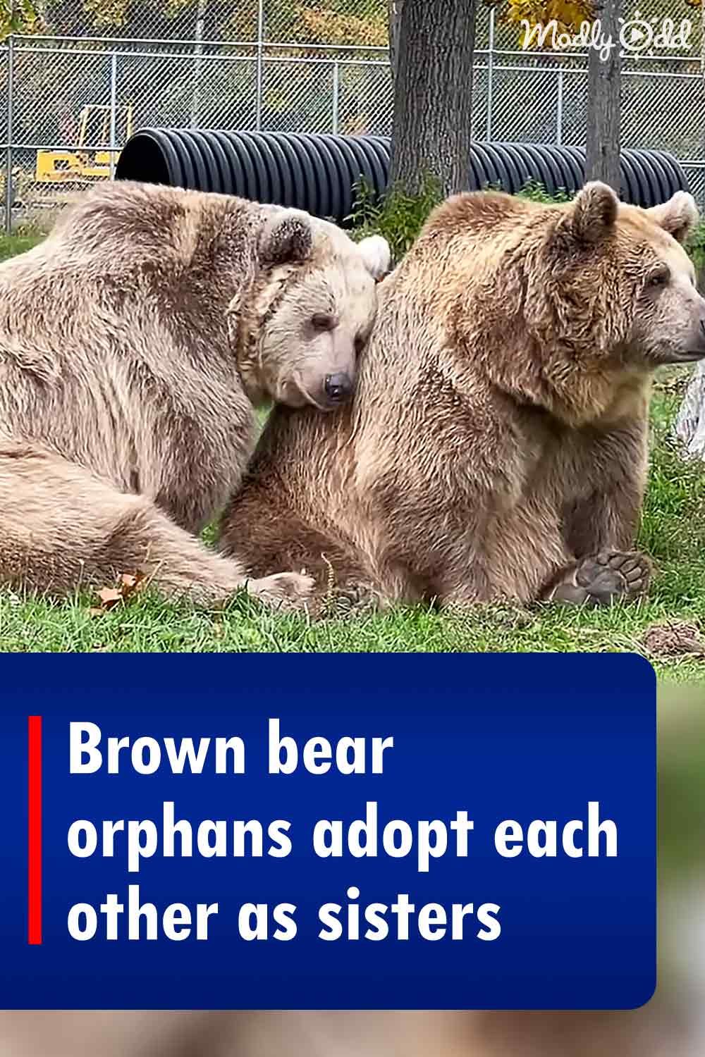 Brown bear orphans adopt each other as sisters