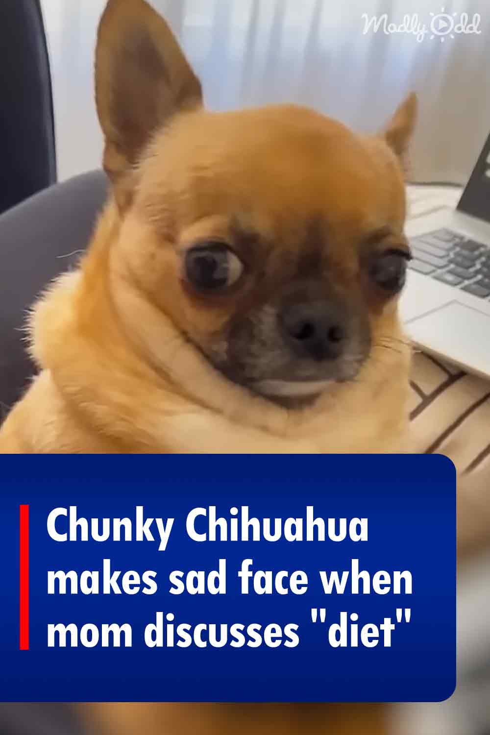 Chunky Chihuahua makes sad face when mom discusses \