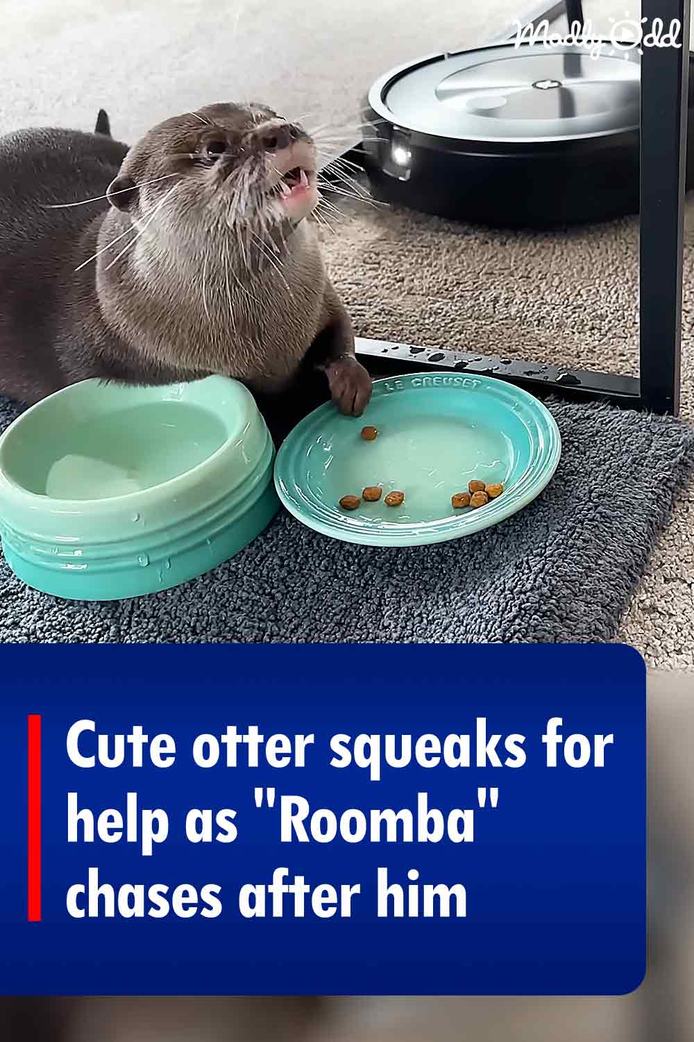 Cute otter squeaks for help as \