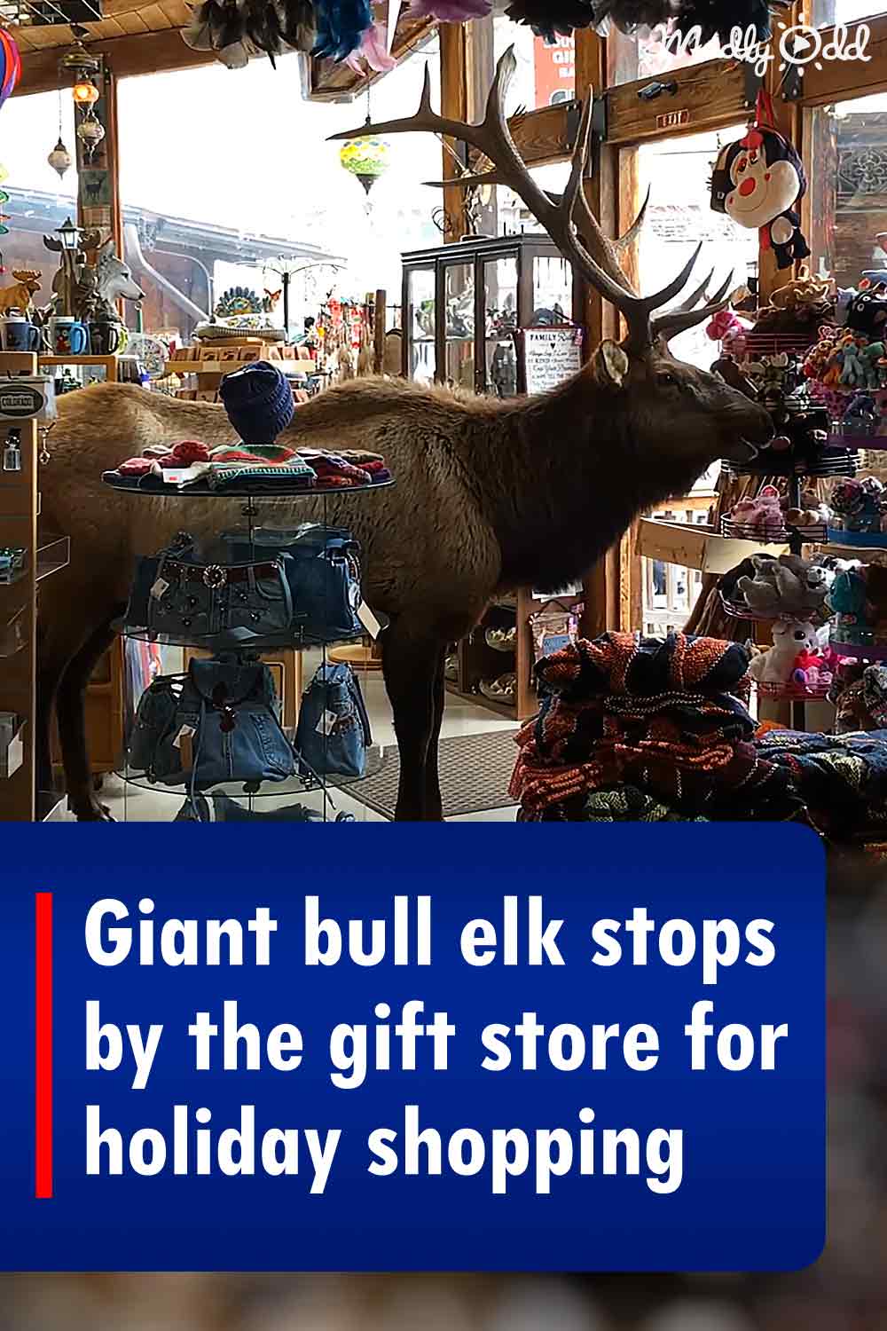 Giant bull elk stops by the gift store for holiday shopping