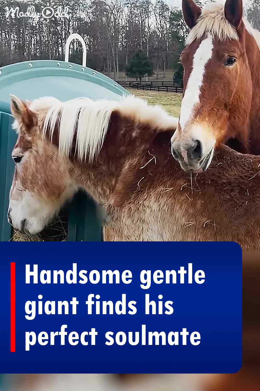 Handsome gentle giant finds his perfect soulmate