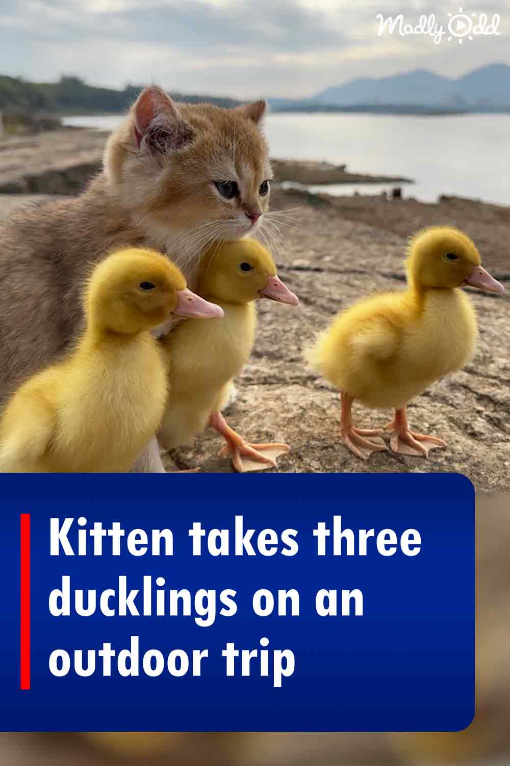 Kitten takes three ducklings on an outdoor trip