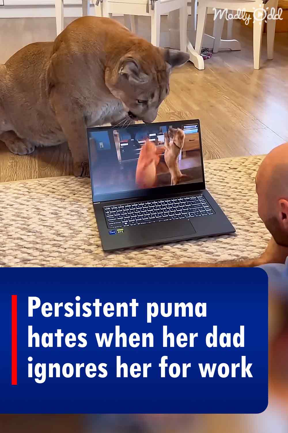 Persistent puma hates when her dad ignores her for work