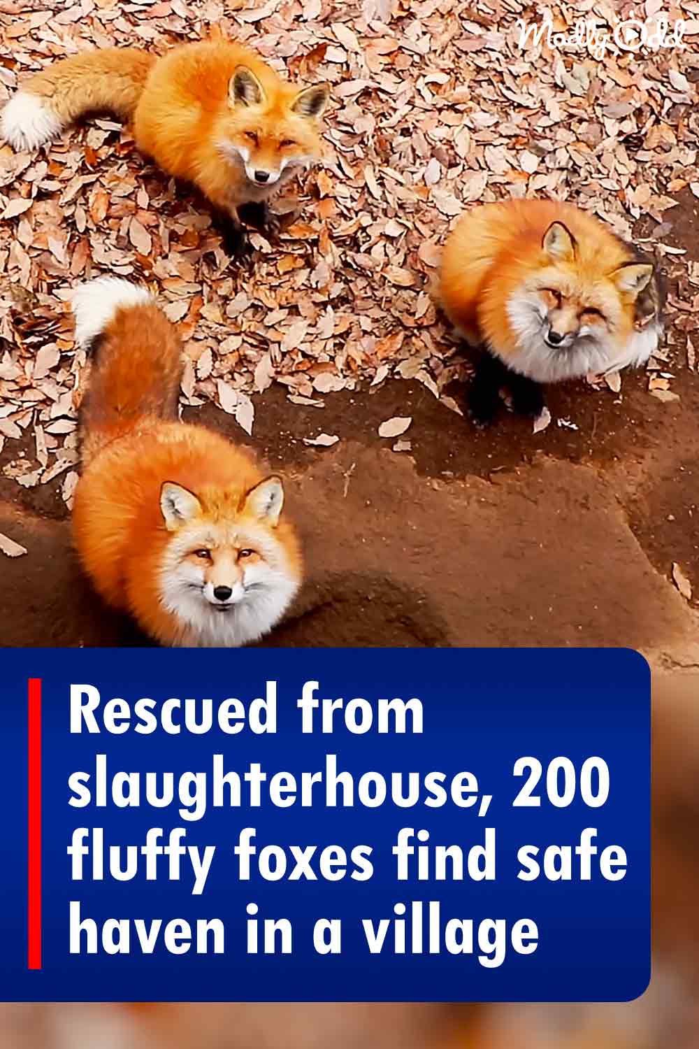 Rescued from slaughterhouse, 200 fluffy foxes find safe haven in a village