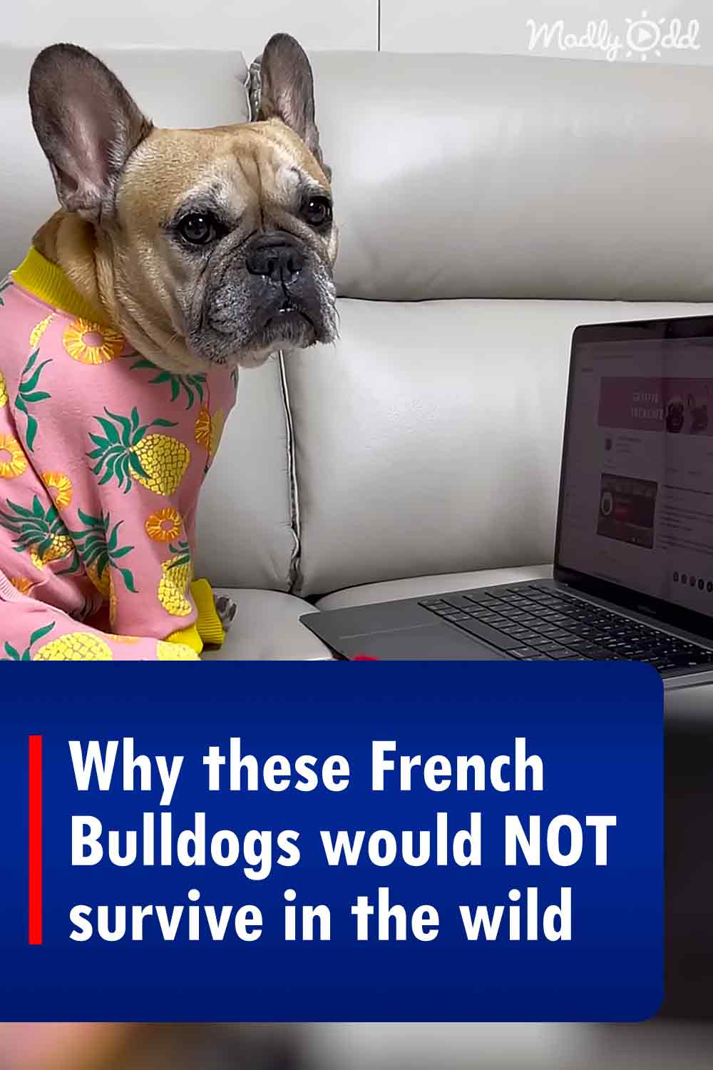Why these French Bulldogs would NOT survive in the wild