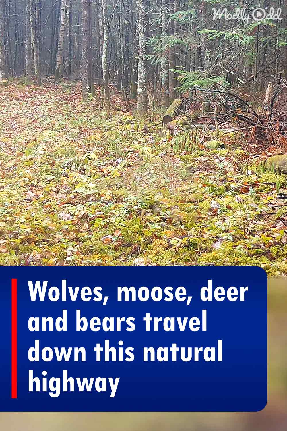 Wolves, moose, deer and bears travel down this natural highway