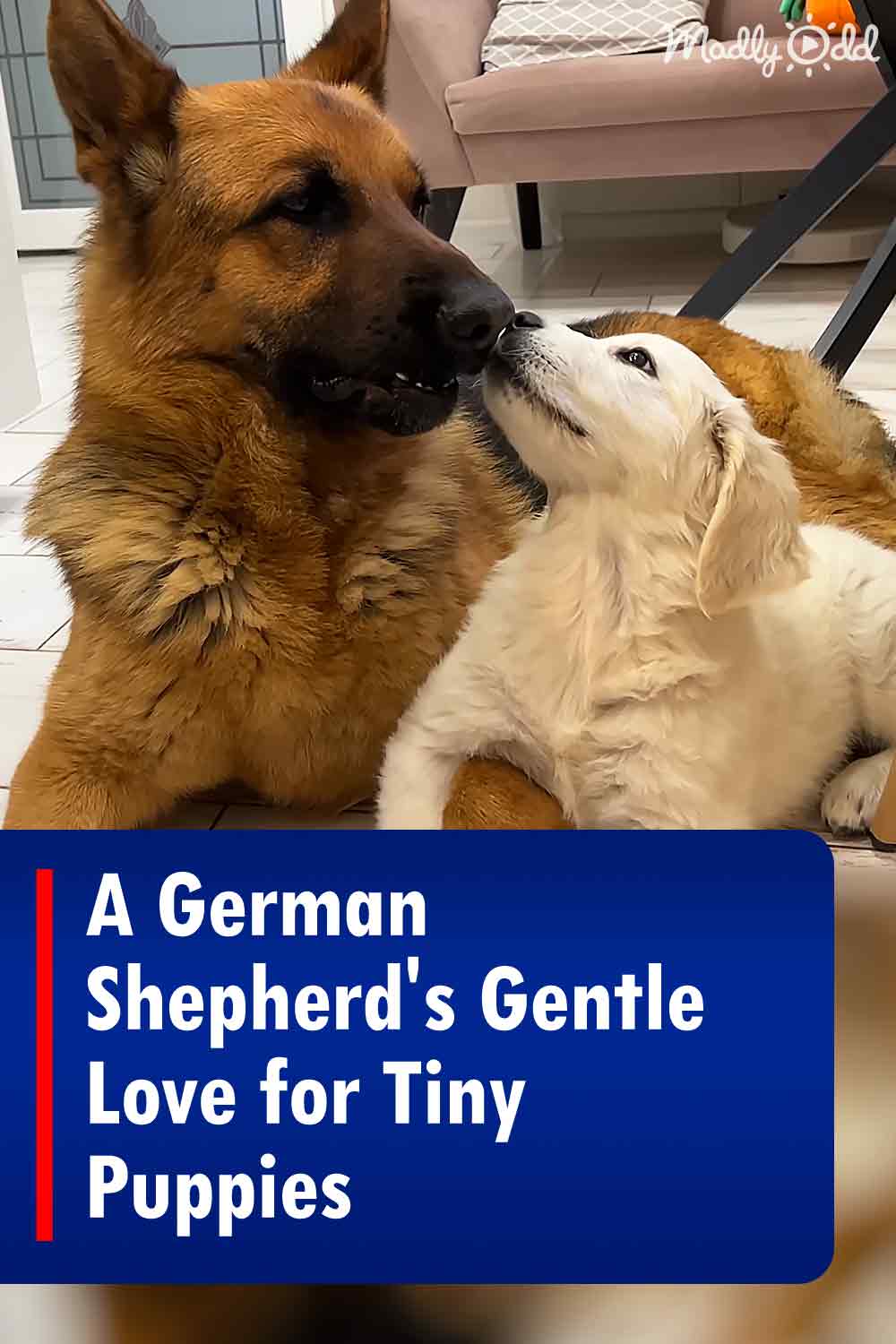 A German Shepherd\'s Gentle Love for Tiny Puppies