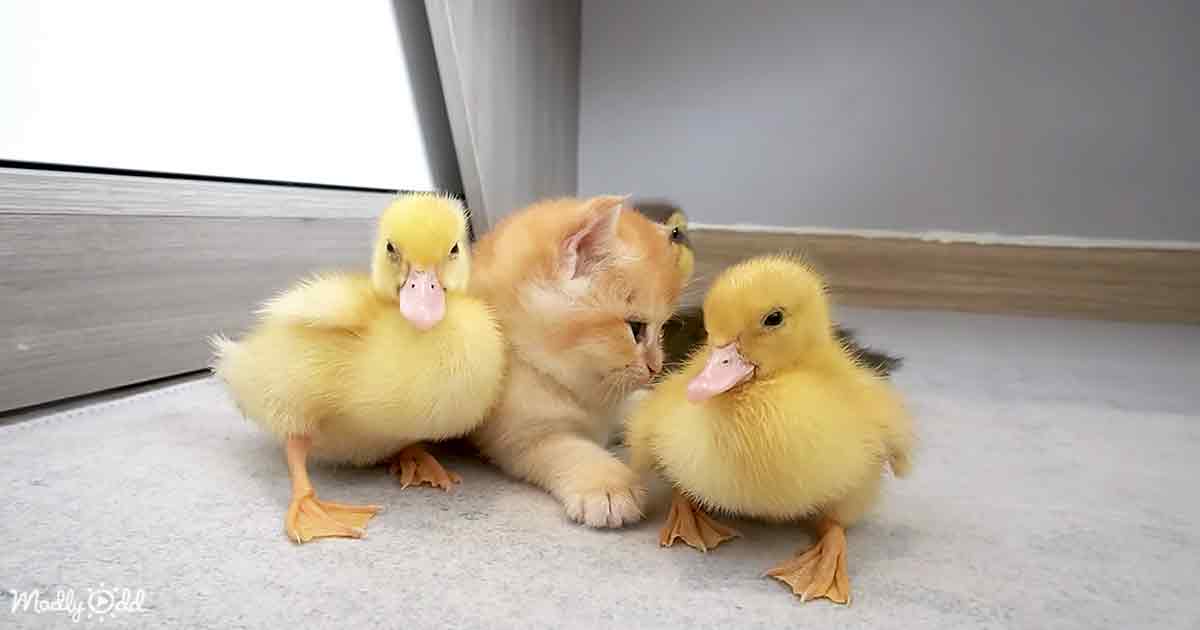 Baby ducks and kitten