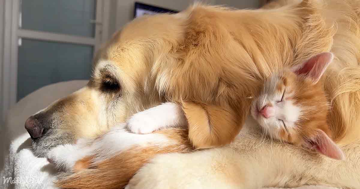 Kitten and Golden Retriever