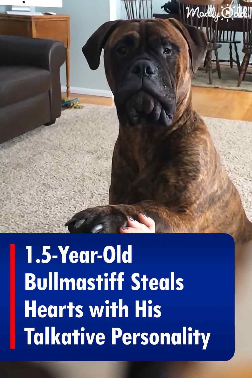 1.5-Year-Old Bullmastiff Steals Hearts with His Talkative Personality