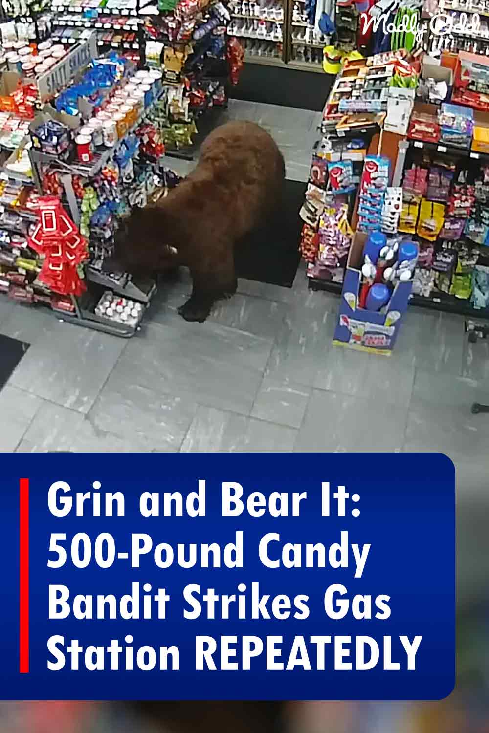 Grin and Bear It: 500-Pound Candy Bandit Strikes Gas Station REPEATEDLY