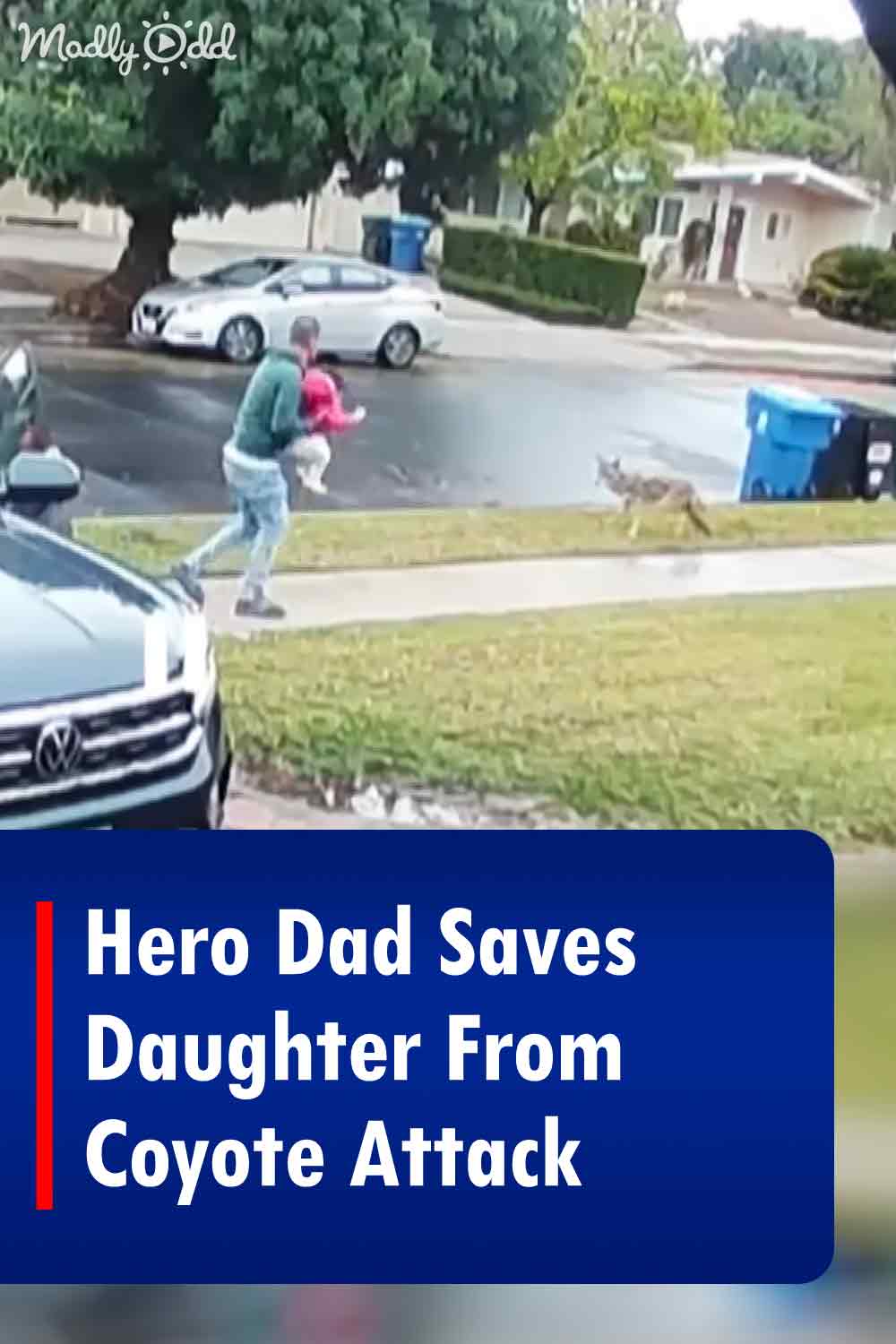 Hero Dad Saves Daughter From Coyote Attack