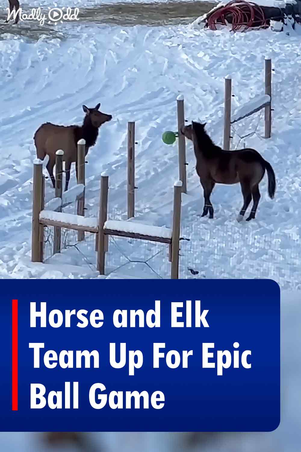 Horse and Elk Team Up For Epic Ball Game