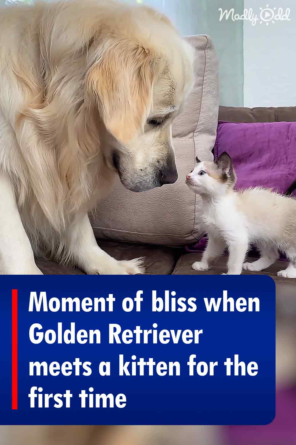 Moment of bliss when Golden Retriever meets a kitten for the first time