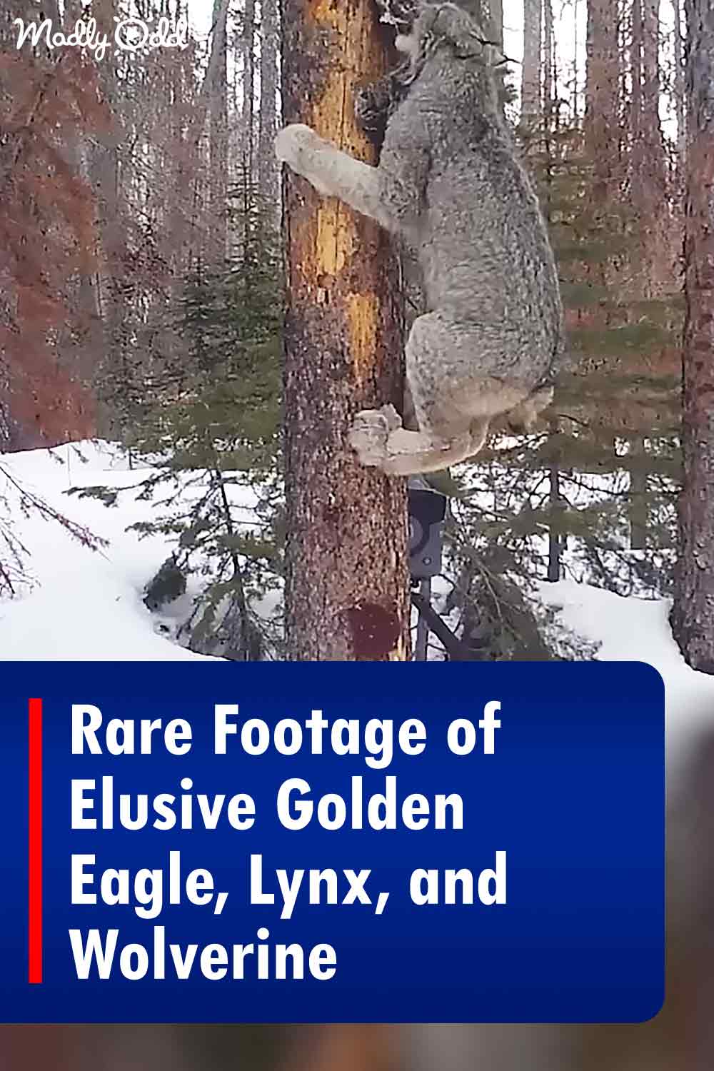 Rare Footage of Elusive Golden Eagle, Lynx, and Wolverine