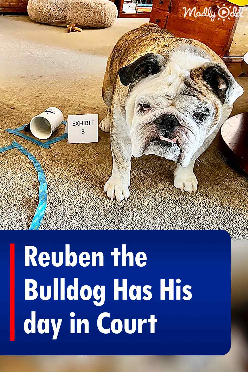 Reuben the Bulldog Has His day in Court