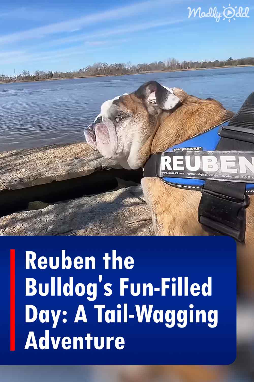 Reuben the Bulldog\'s Fun-Filled Day: A Tail-Wagging Adventure