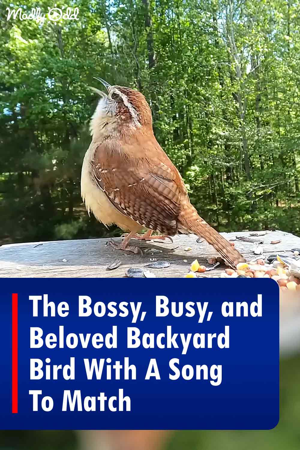 The Bossy, Busy, and Beloved Backyard Bird With A Song To Match