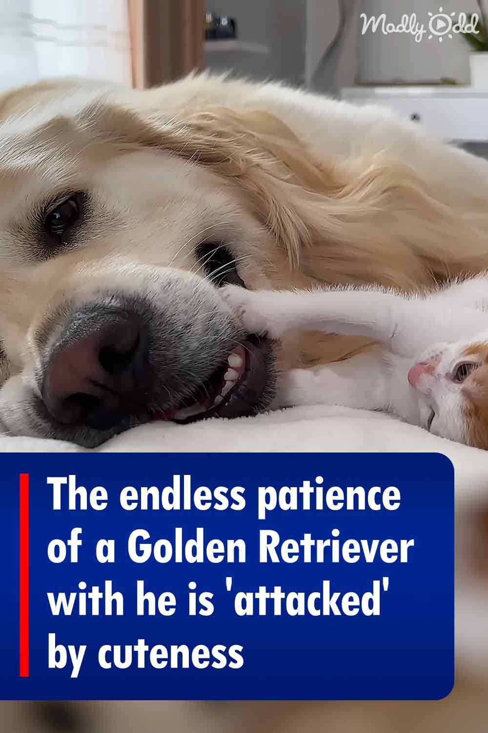 The endless patience of a Golden Retriever with he is \'attacked\' by cuteness