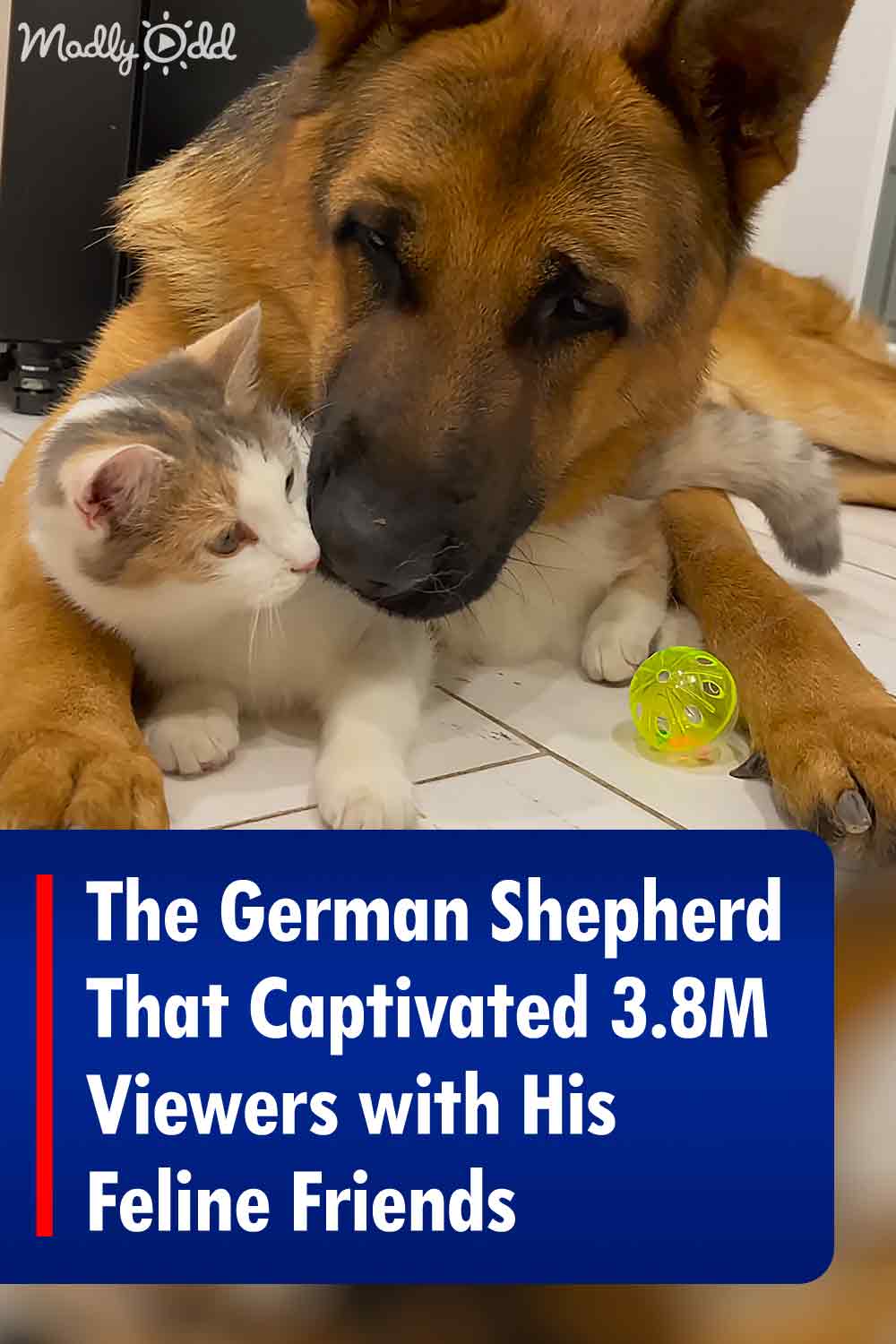 The German Shepherd That Captivated 3.8M Viewers with His Feline Friends