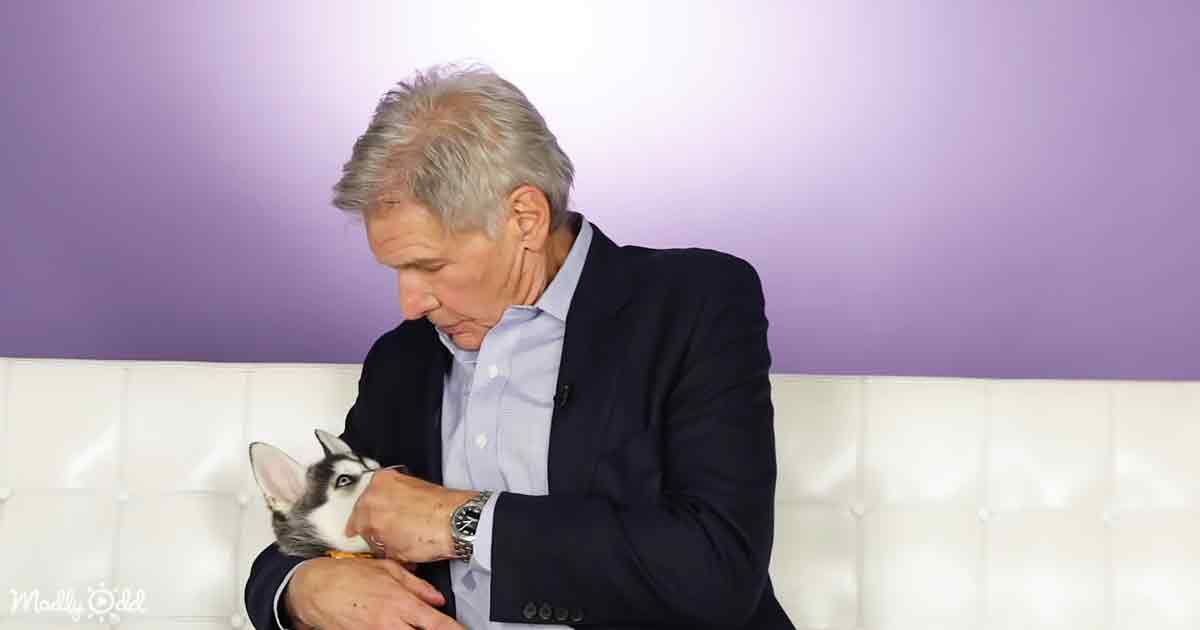 Harrison Ford and Husky