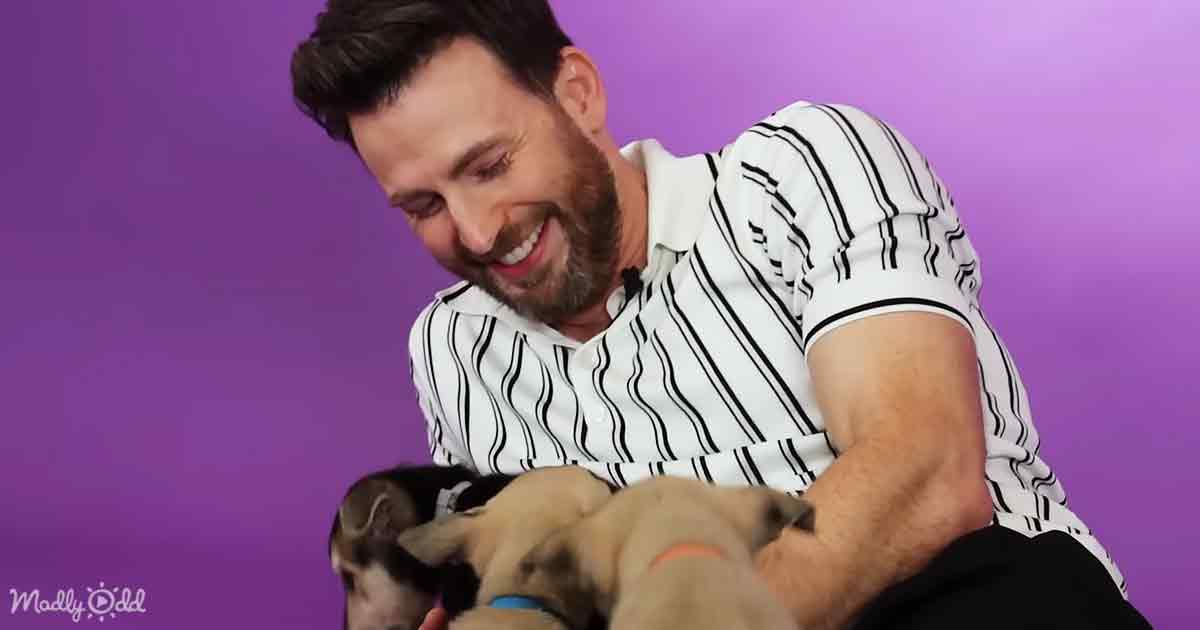 Chris Evans and cute dogs