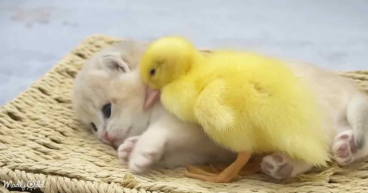 Ducklings and baby kitten