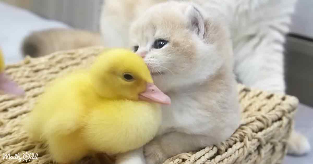Ducklings and baby kitten
